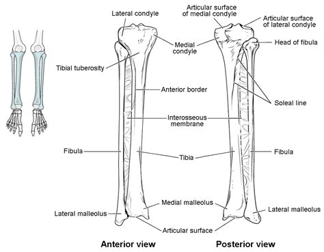 Femur Tibia Fibula Patella Sketch Coloring Page