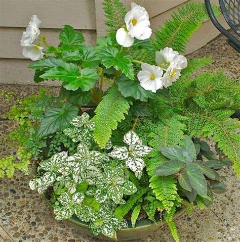 Creative Of Design For Potted Plants For Shade Ideas Container Gardens