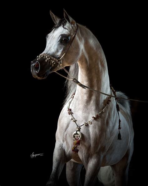 Arabian Gallery Ii Equine Photography By Suzanne Inc Horses