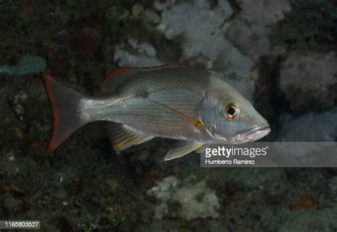 Mahogany Snapper Photos And Premium High Res Pictures Getty Images