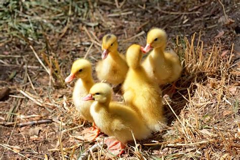 Chicken and duck talk (hong kong movie); DUCK, DUCK, CHICKEN: RAISING DUCKS COMPARED TO CHICKENS ...
