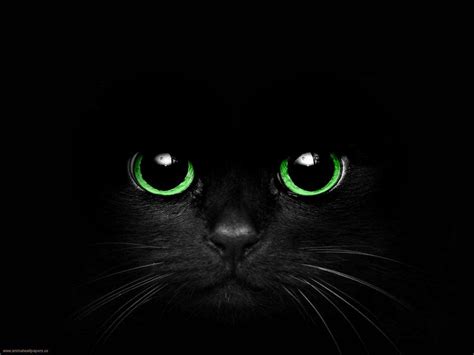 Black Cat With Green Eyes By Cometsong On Deviantart Cat Eye Tattoos Black Cat Tattoos