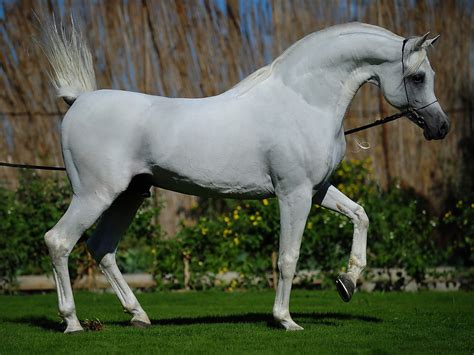 69 Arabian Horse Wallpaper On Wallpapersafari