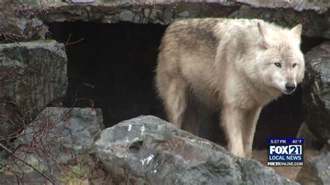 International Wolf Center Reaches Visitor Milestone Fox21online
