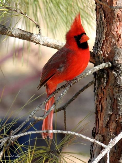 Red Cardinal Cardinal Birds Beautiful Birds Pet Birds