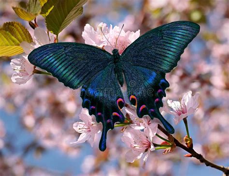 Farfalla Nera Di Maackii Di Papilio O Di Coda Di Rondine Sul Fiore Di