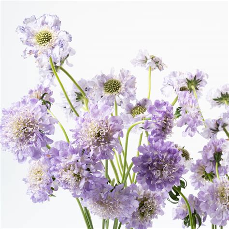 Lavender Purple Scabiosa Sustainable Florist Bloom
