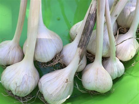 Savor Local Organically Grown Fresh Garlic Heartbeet Farms