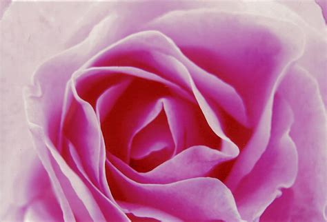 Pink Rose Study Photograph By David Rich Fine Art America