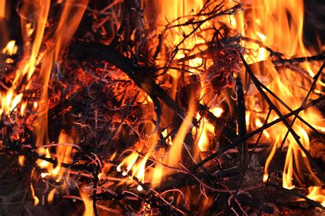Free Images Branch Wood Flame Fire Fireplace Ash Campfire