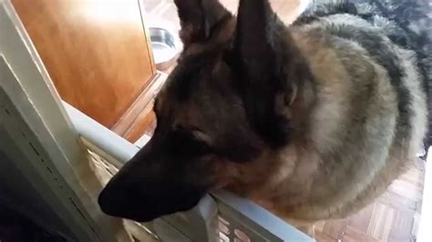 Why Do German Shepherds Cry So Much