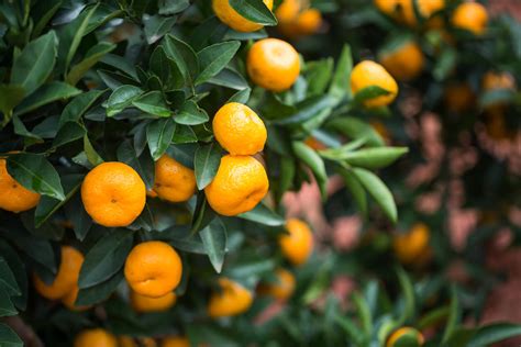 Citrus Tree Guide Best Time To Plant Kellogg Garden Organics