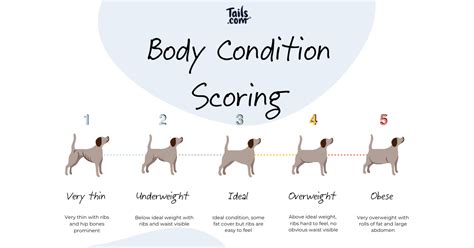 How To Check Your Dogs Body Condition Score