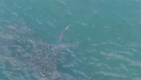 Sharks Spotted At Jones Beach And Robert Moses Temporarily Halting