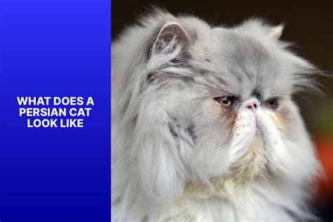 Discover The Distinctive Appearance Of Persian Cats What Do Persian