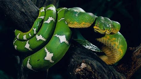Wallpaper Animals Nature Snake Green Biology Fauna 1920x1080 Px