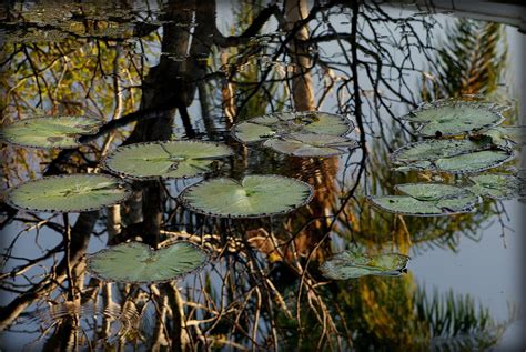 Water Lilies In Tree Reflection Photograph By John Wright