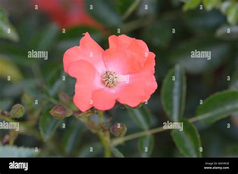Pink Flower Carpet Bush Rose Hi Res Stock Photography And Images Alamy