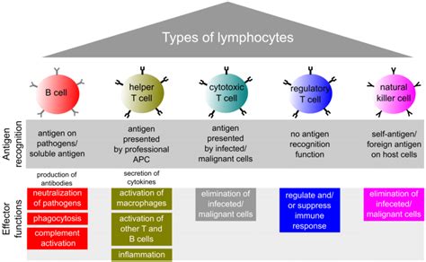 2 Types Of Lymphocytes And Their Effector Functions The Lymphocyte