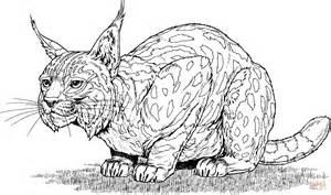 Spanish Lynx Coloring Page Free Printable Coloring Pages