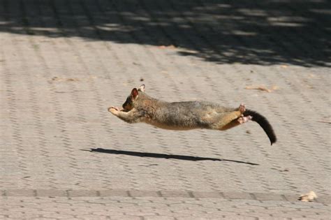 Running Hovering Possum By Holeinawall On Deviantart