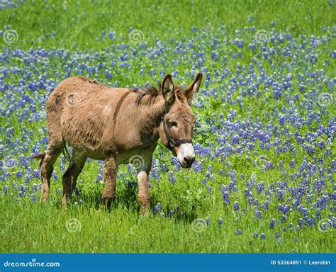 Donkey Grazing On Texas Bluebonnet Pasture Stock Photo Image 53364891