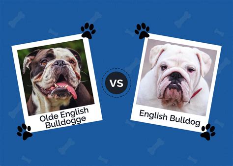 Olde English Bulldogge Vs English Bulldog The Differences With