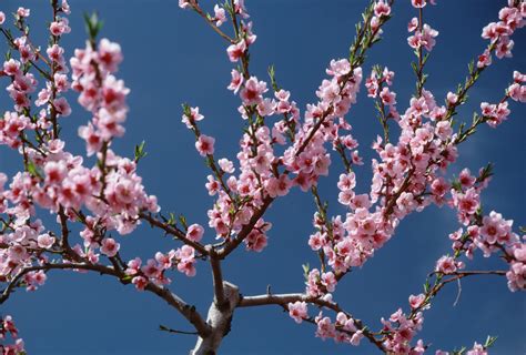 How To Root From A Cutting Of A Blossoming Cherry Tree Home Guides