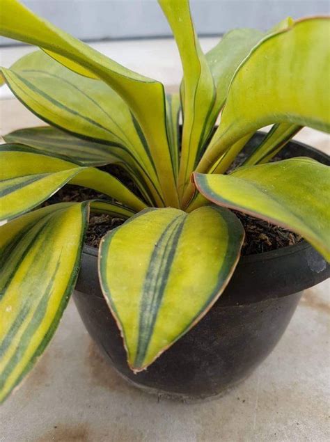 Variegated Sansevieria Macrophyla Extremely Rare import | Etsy