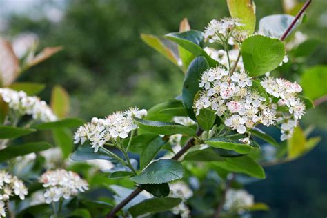 14 White Flowering Trees To Plant In Your Landscape