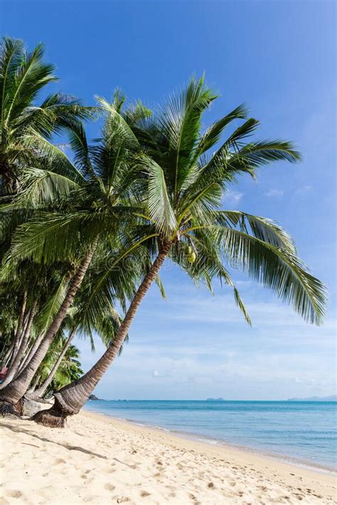 Tropical Paradise Sand Sunny Beach With Coconut Palm Trees