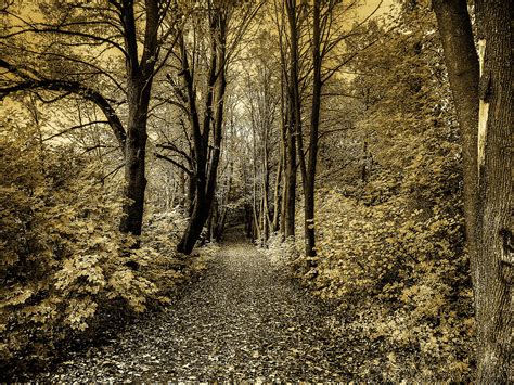 Path In The Woods Free Stock Photo Public Domain Pictures