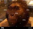 Paranthropus robustus Wiederaufbau - American Museum of Natural History ...