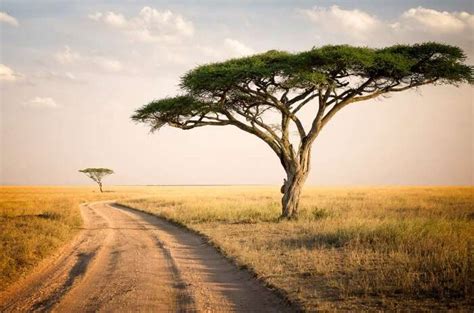 Serengeti National Park A Detailed Guide For All Travelers