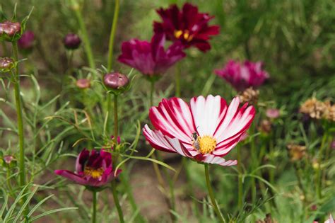 How To Grow And Care For Cosmos
