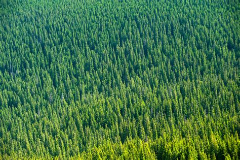 Tops Of Pine Forest Image Free Stock Photo Public Domain Photo