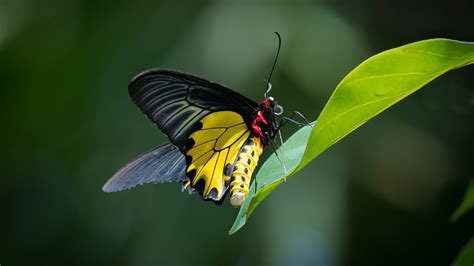 Yellow Black Butterfly On Green Leaf Hd Butterfly