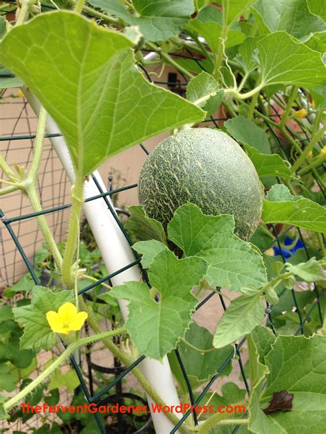 Melons are one of the most compatible plants in the garden and do well when planted with all of the. Pin by Jen MenMoss on Gardening | Growing cantaloupe ...