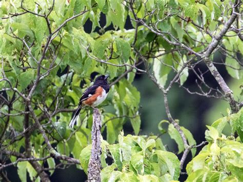 Nestwatch Eastern Towhee Nestwatch