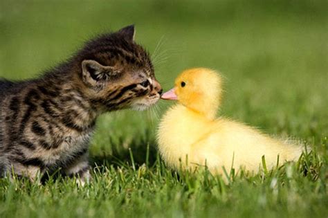 Kitten Befriends Duckling Love Meow