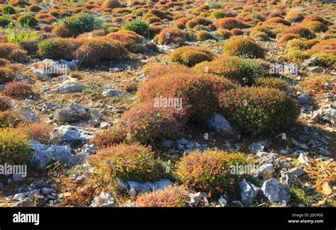 Mediterranean Garrigue Vegetation Marfa Peninsula Malta Stock Photo