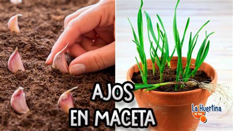 Como Plantar Ajos En Macetas Cultivar Ajos En Maceta La Huertina