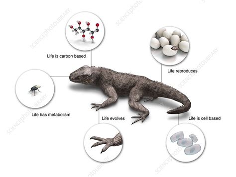 Plant cells are eukaryotic cells with a true nucleus along with specialized structures called organelles that carry out certain specific functions. it is the gelatinous liquid that fills the space inside of a cell. Characteristics Of Life Illustration : Cell walls composed ...