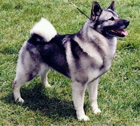 17 Best Images About Norwegian Elkhounds On Pinterest