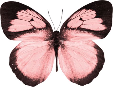 Forgetmenot Pink Butterflies In 2021 Butterfly Art Print Butterfly
