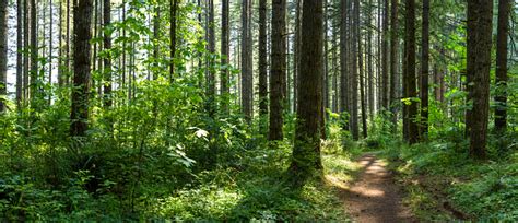 Tranquil Summer Forest With Trail Stock Photo Download Image Now Istock