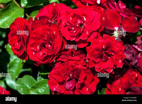 Floribunda Roses Hi Res Stock Photography And Images Alamy