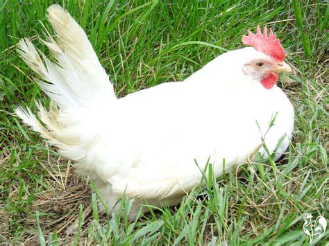 5 Chicken Breeds That Lay Beautifully Colored Eggs 2023
