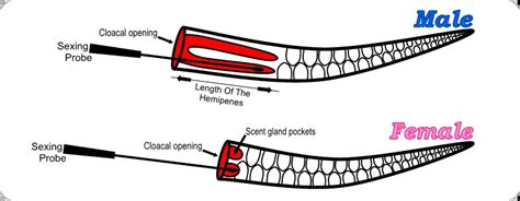 Definitive Guide For Sexing Snakes Reptiles Cove