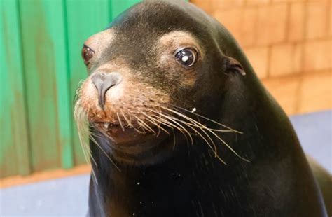 Sea Lions Alex And Josie Receive Surgery For Cataracts Photos Georgia